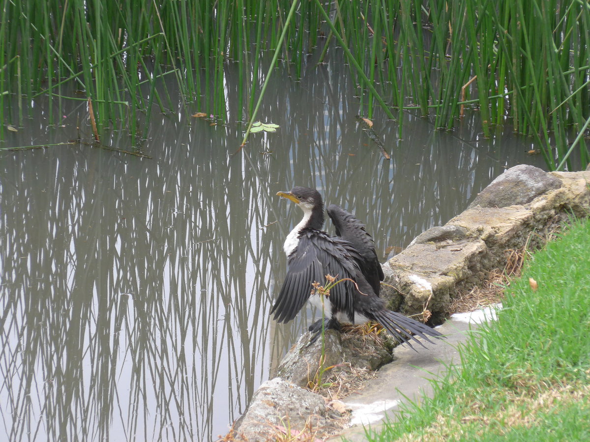 (190'165) - Vogel im Queen Victoria Garden am 17. April 2018 in Melbourne