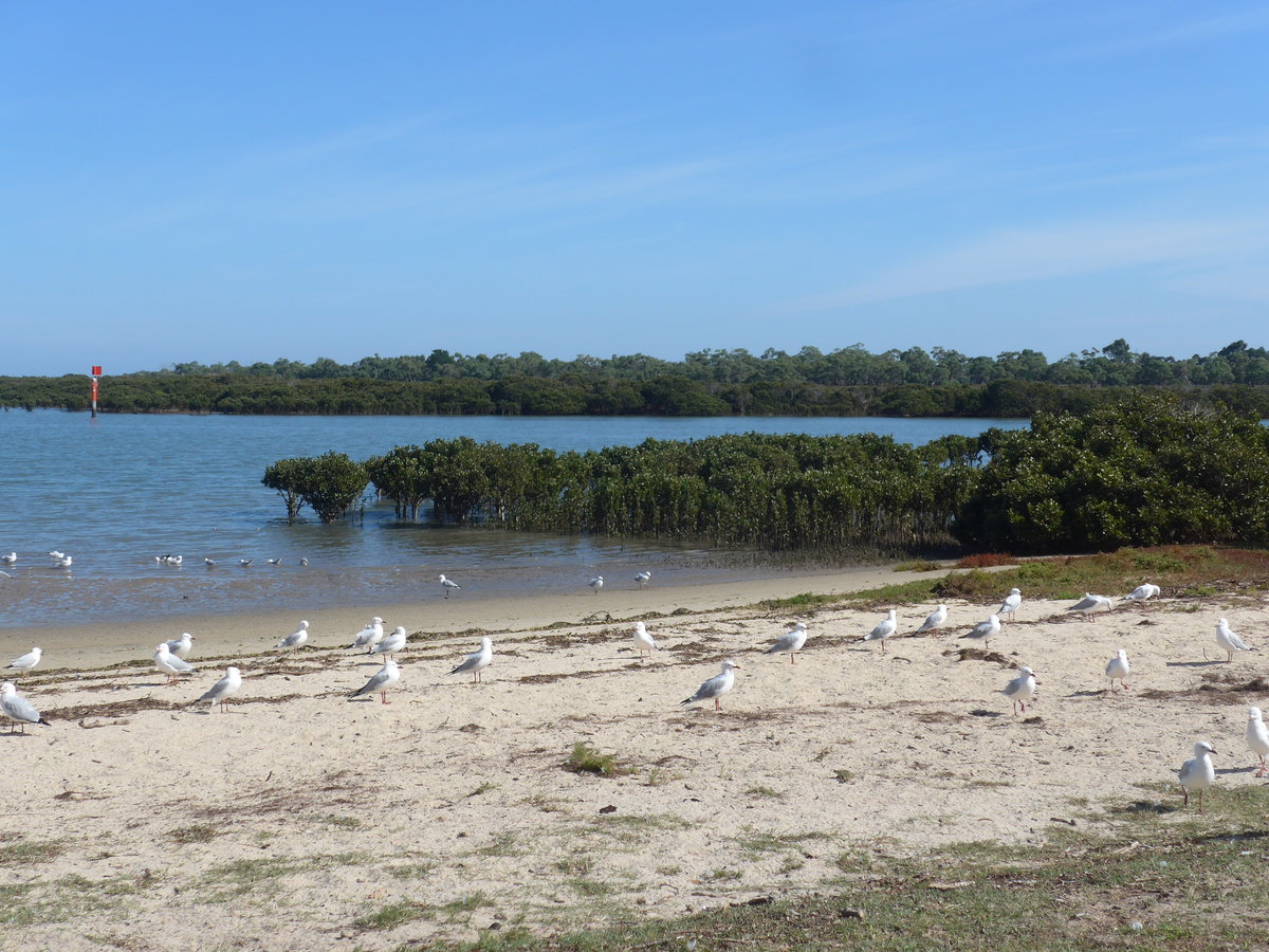 (190'205) - M�ven am 18. April 2018 am Strand von Tooradin