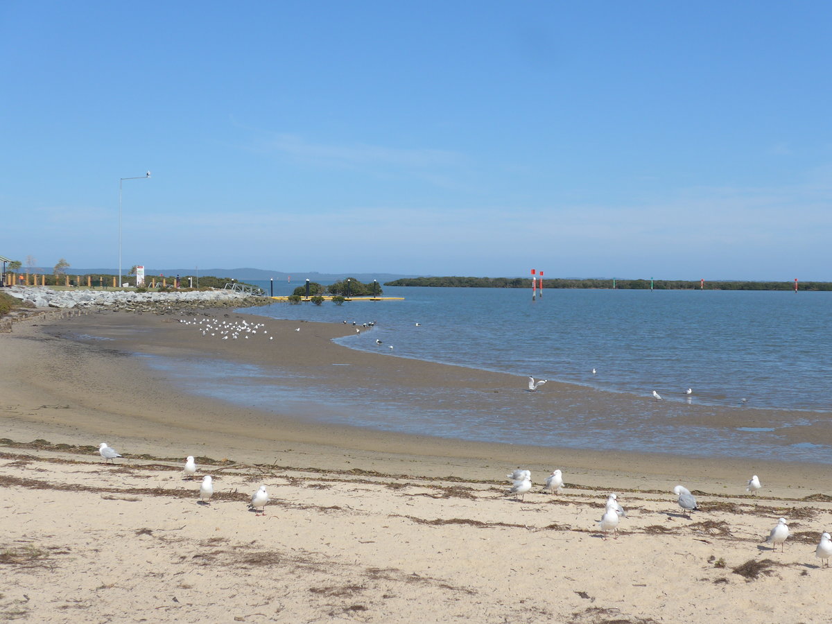 (190'206) - M�ven am 18. April 2018 am Strand von Tooradin