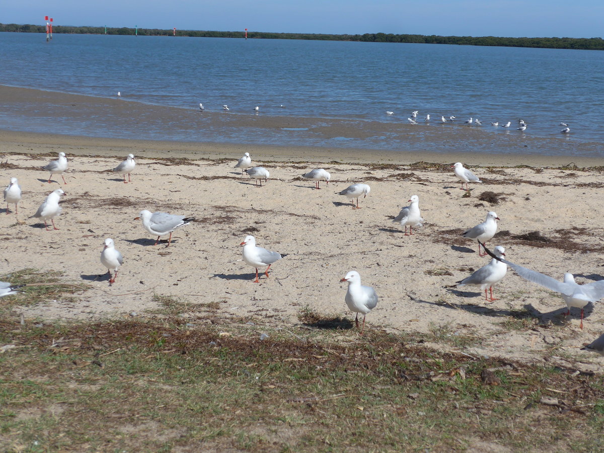 (190'209) - M�ven am 18. April 2018 am Strand von Tooradin