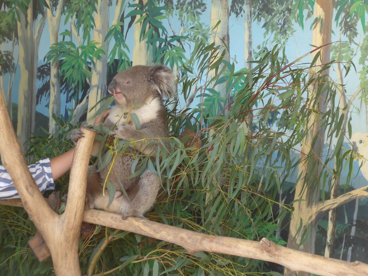 (190'230) - Koalab�r am 18. April 2018 im Animal Park von Grantville