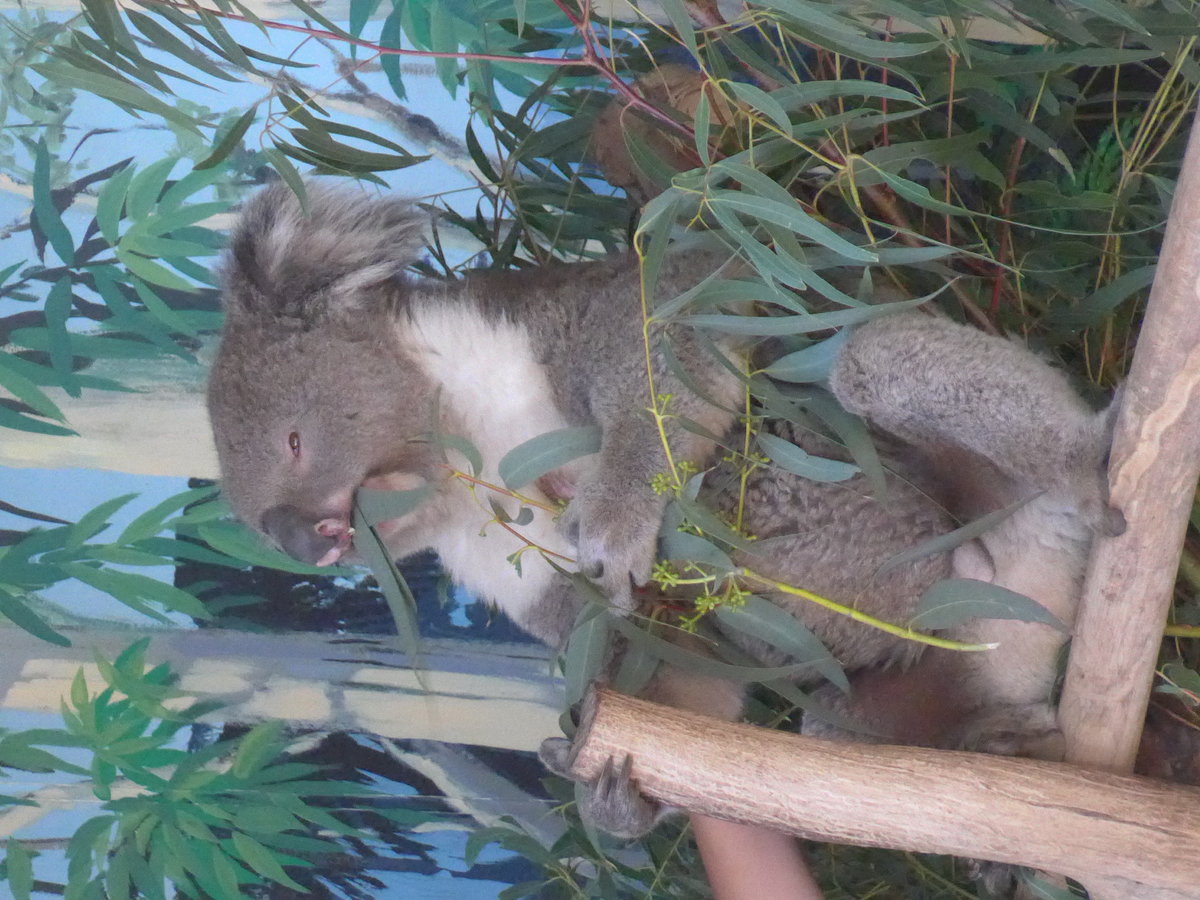 (190'231) - Koalab�r am 18. April 2018 im Animal Park von Grantville