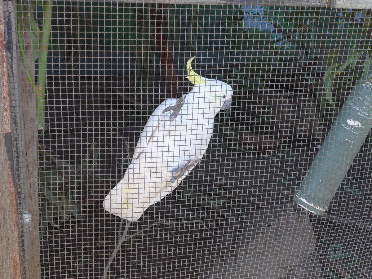 (190'232) - Kakadu am 18. April 2018 im Animal Park von Grantville