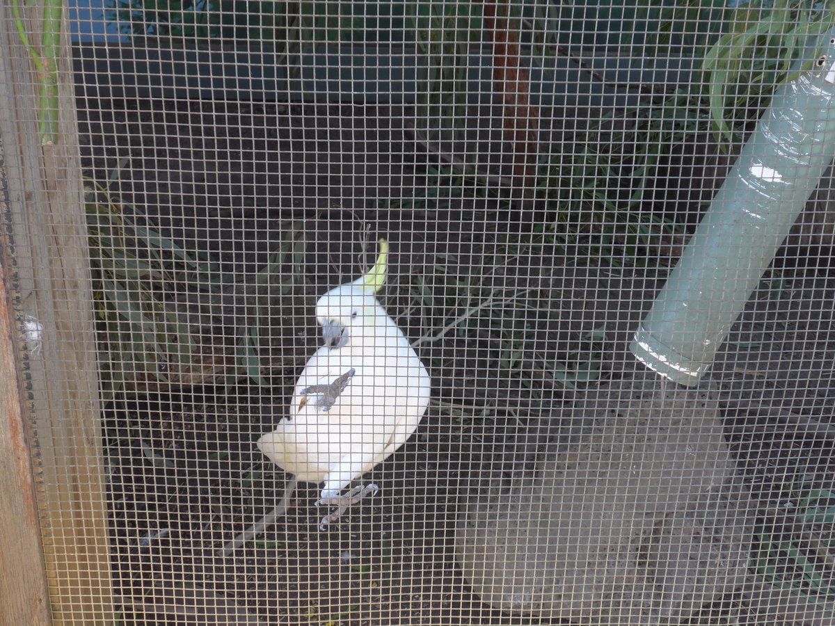 (190'233) - Kakadu am 18. April 2018 im Animal Park von Grantville