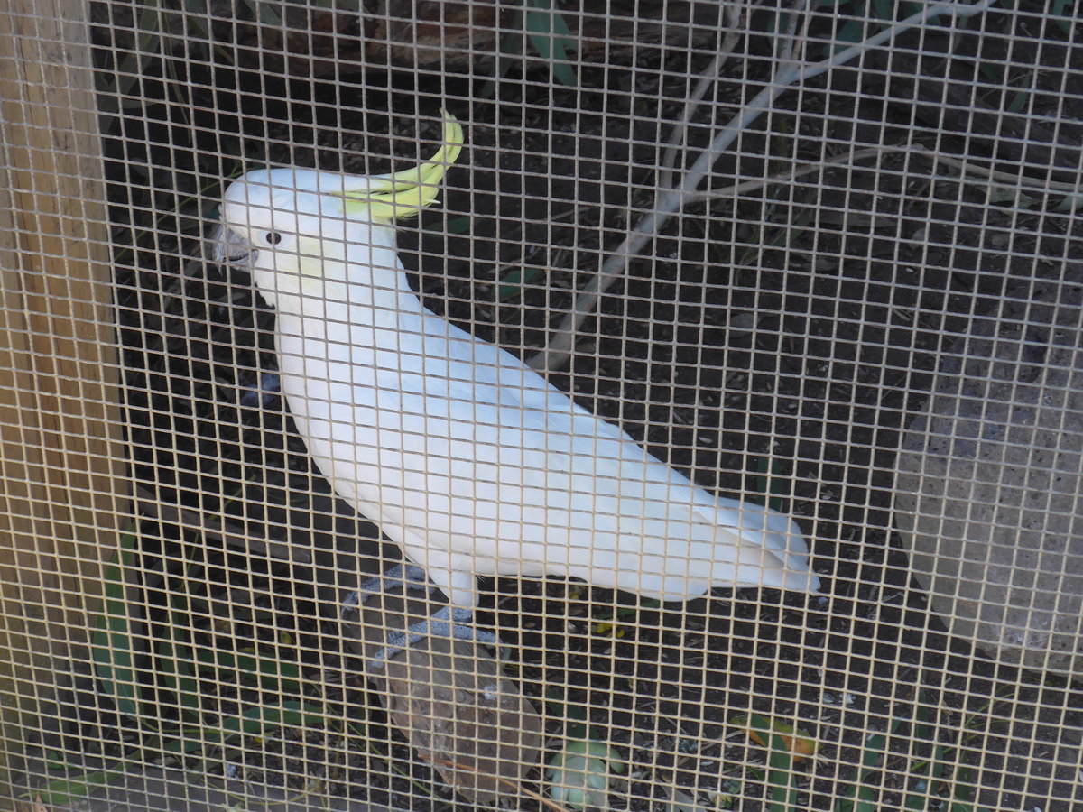 (190'234) - Kakadu am 18. April 2018 im Animal Park von Grantville