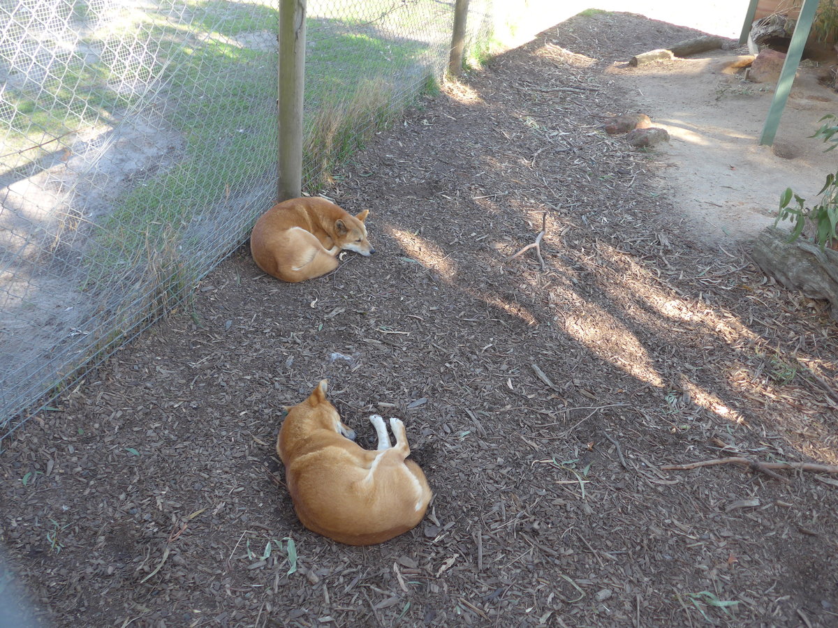 (190'235) - Dingo-Hunde am 18. April 2018 im Animal Park von Grantville