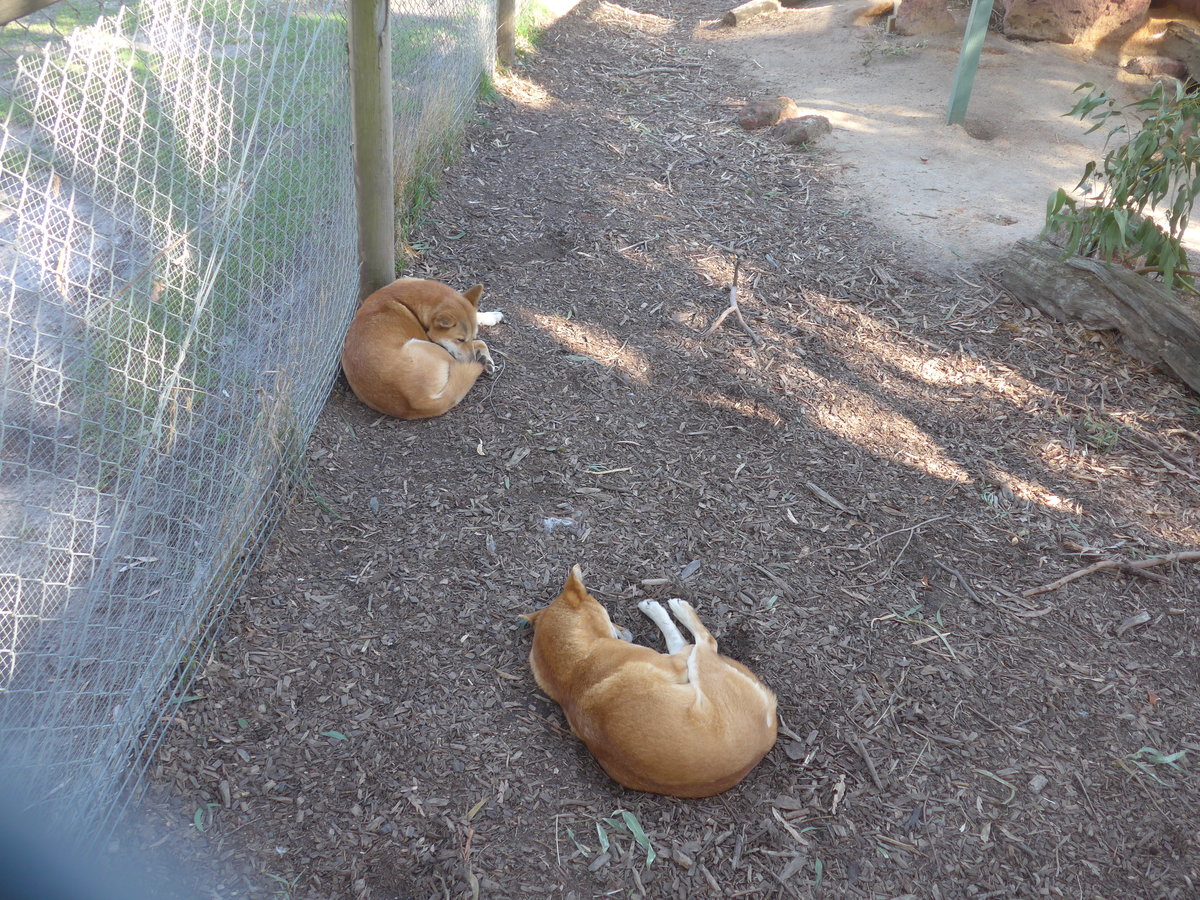 (190'236) - Dingo-Hunde am 18. April 2018 im Animal Park von Grantville