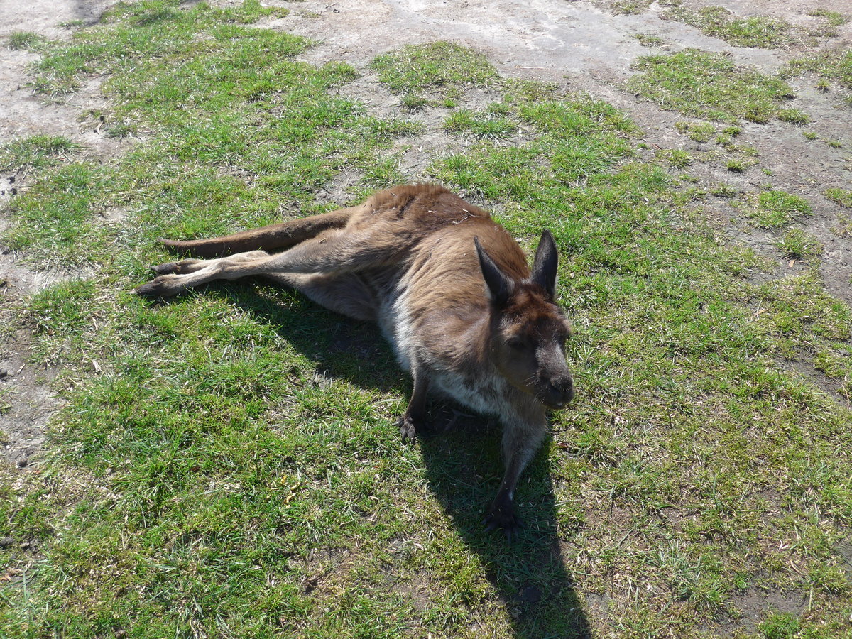 (190'249) - K�nguru am 18. April 2018 im Animal Park von Grantville