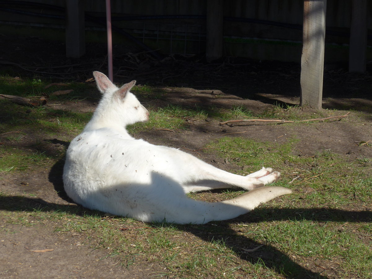 (190'250) - Weisses K�nguru am 18. April 2018 im Animal Park von Grantville