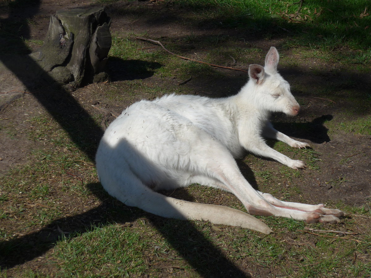 (190'251) - Weisses K�nguru am 18. April 2018 im Animal Park von Grantville