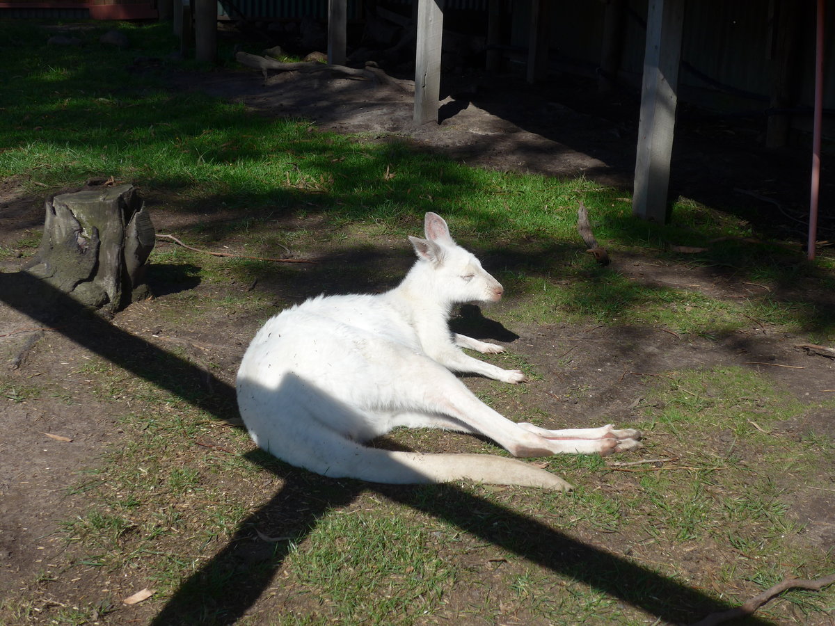 (190'253) - Weisses K�nguru am 18. April 2018 im Animal Park von Grantville