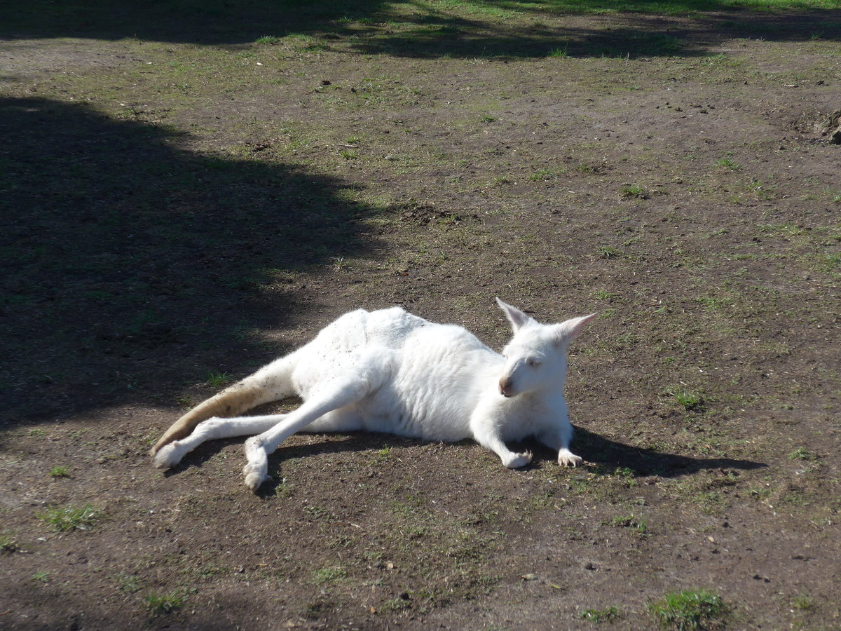 (190'268) - Weisses K�nguru am 18. April 2018 im Animal Park von Grantville