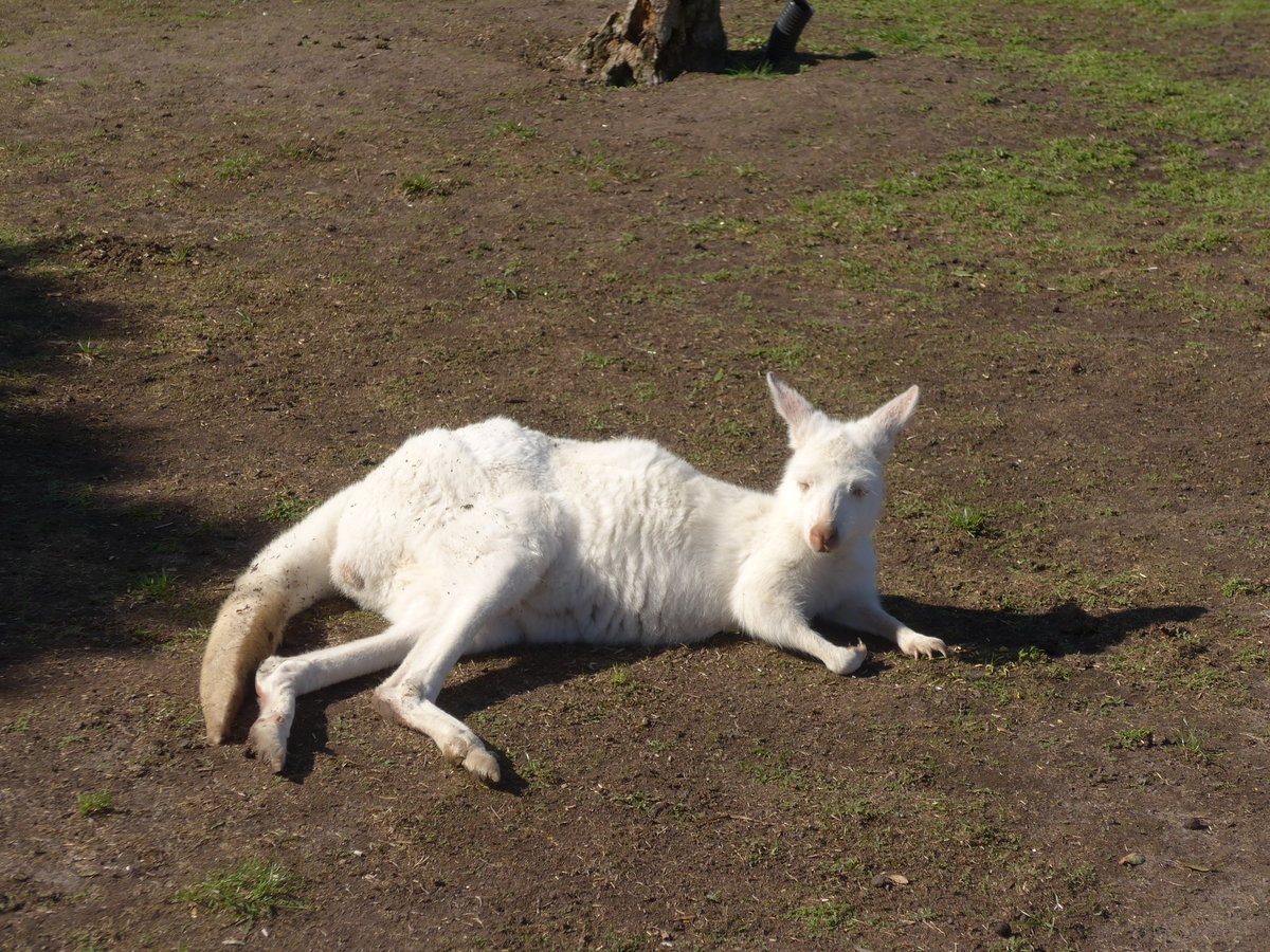 (190'269) - Weisses K�nguru am 18. April 2018 im Animal Park von Grantville