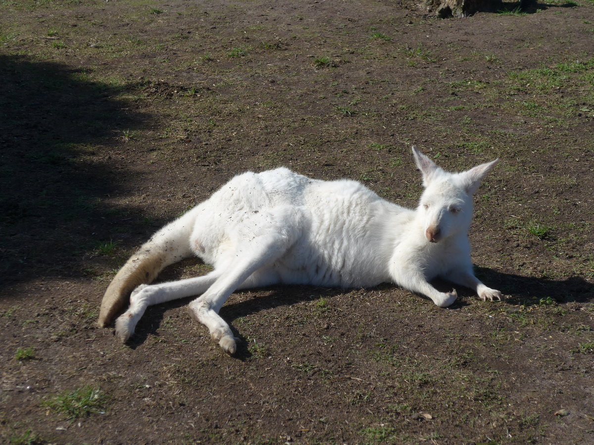 (190'270) - Weisses K�nguru am 18. April 2018 im Animal Park von Grantville
