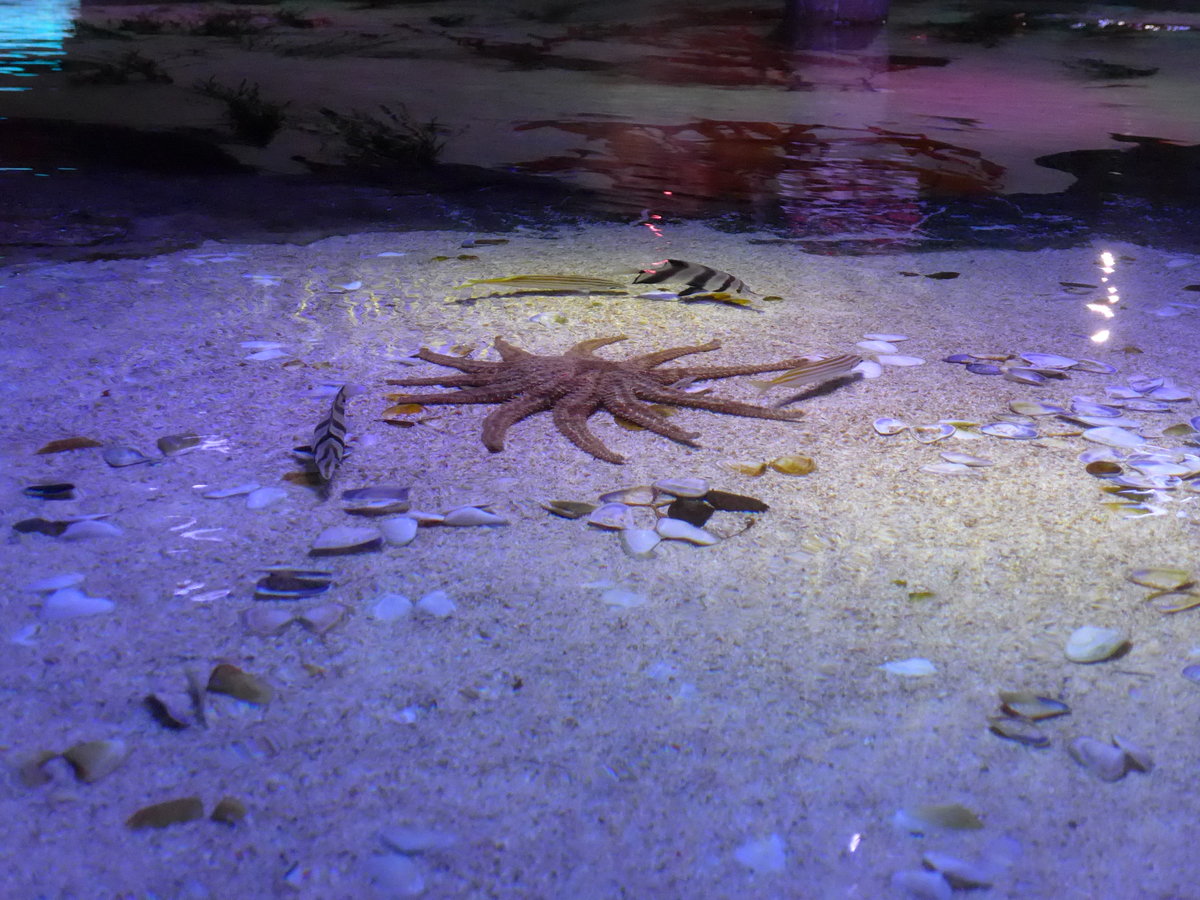 (190'407) - Im Sea Life am 19. April 2018 in Melbourne