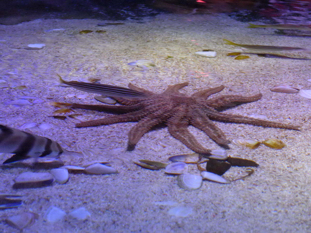 (190'408) - Im Sea Life am 19. April 2018 in Melbourne