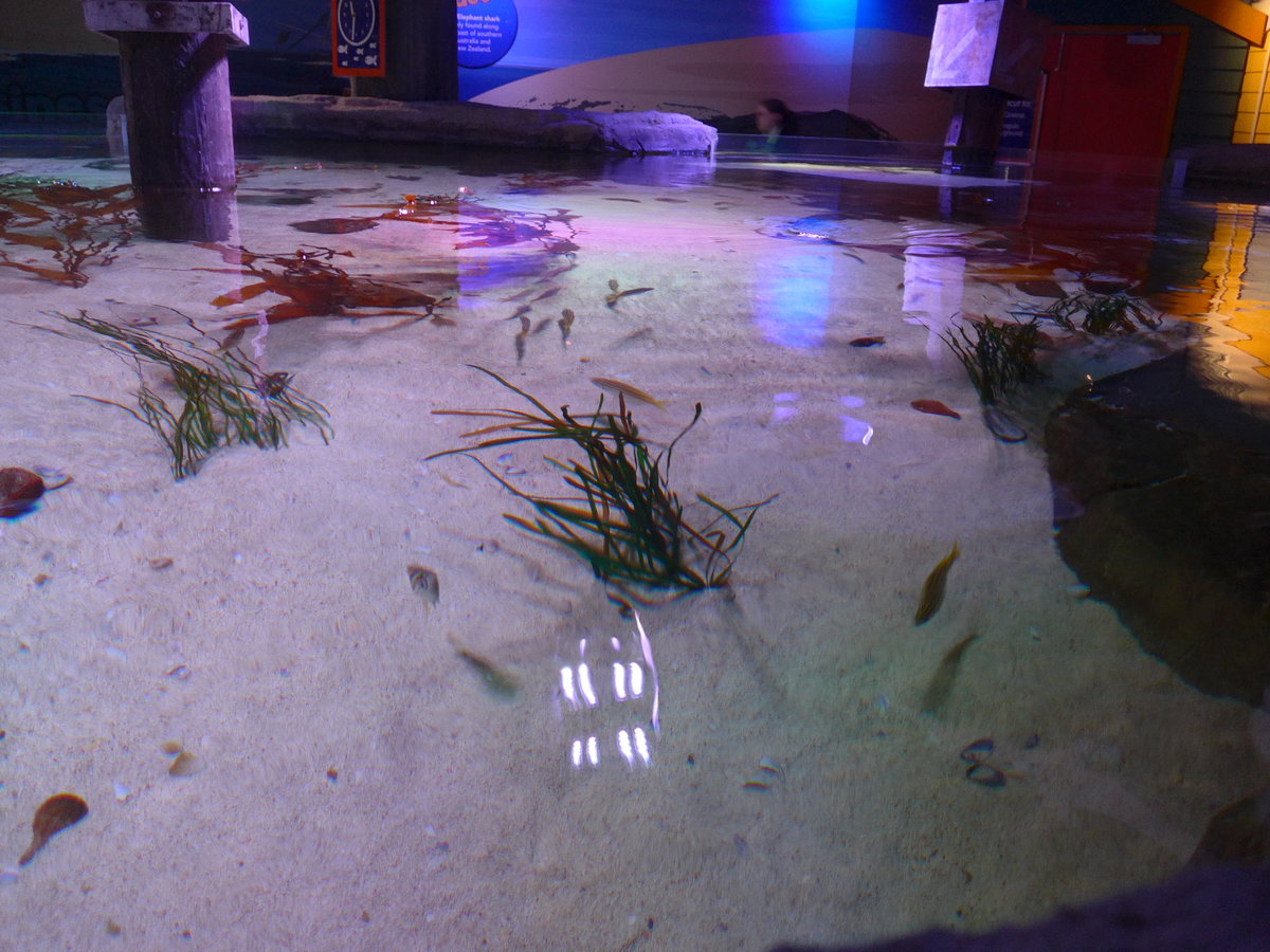 (190'410) - Im Sea Life am 19. April 2018 in Melbourne