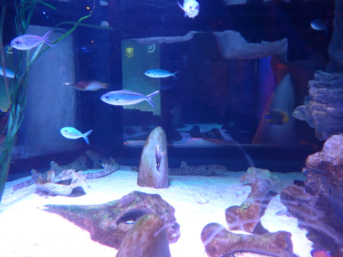 (190'414) - Im Sea Life am 19. April 2018 in Melbourne