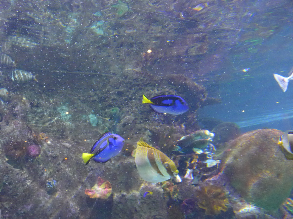 (190'420) - Im Sea Life am 19. April 2018 in Melbourne