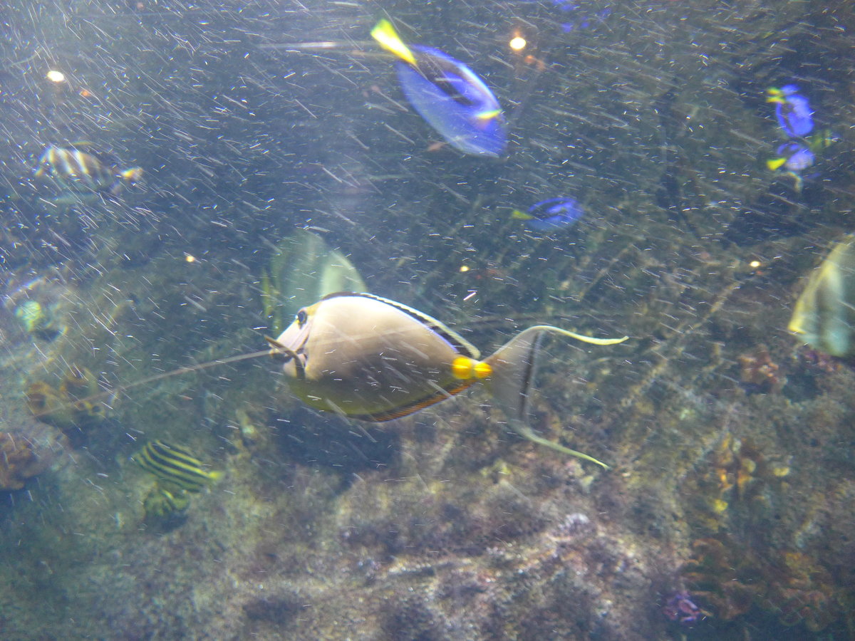 (190'421) - Im Sea Life am 19. April 2018 in Melbourne