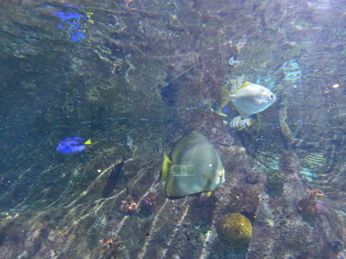 (190'422) - Im Sea Life am 19. April 2018 in Melbourne