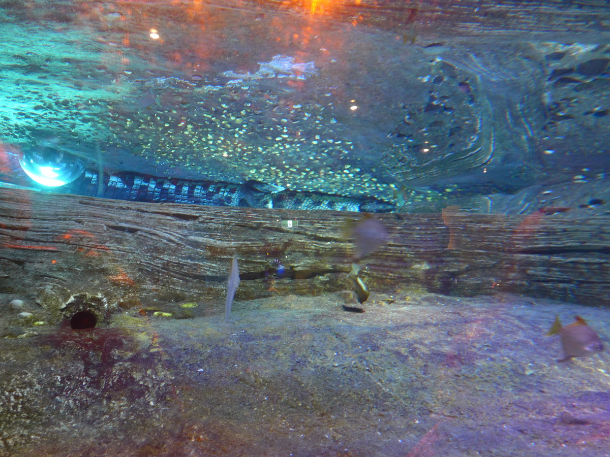 (190'425) - Im Sea Life am 19. April 2018 in Melbourne