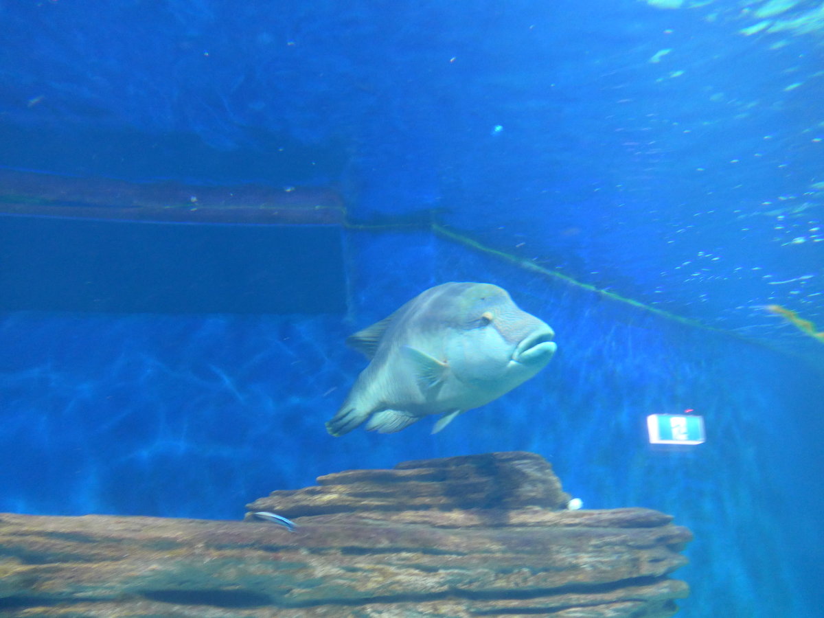 (190'427) - Im Sea Life am 19. April 2018 in Melbourne