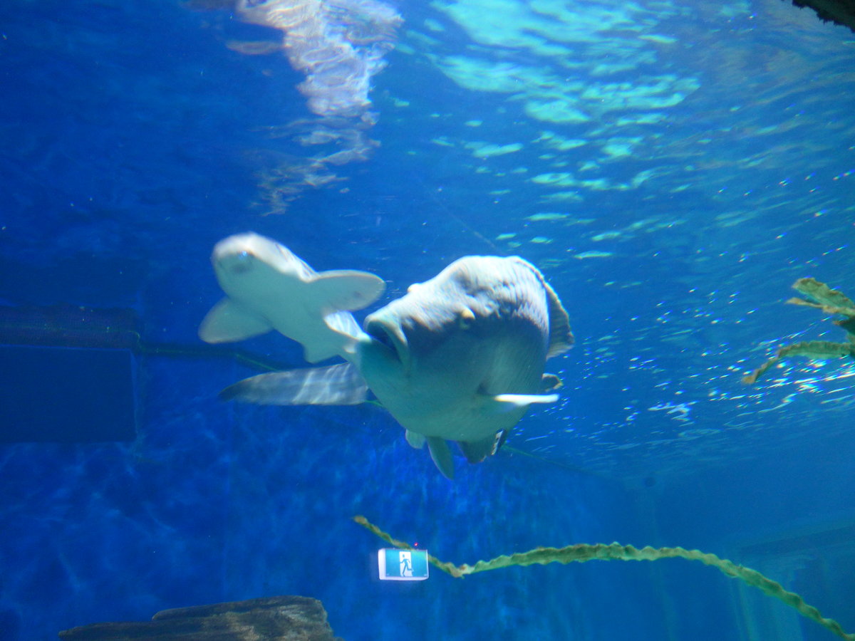 (190'428) - Im Sea Life am 19. April 2018 in Melbourne