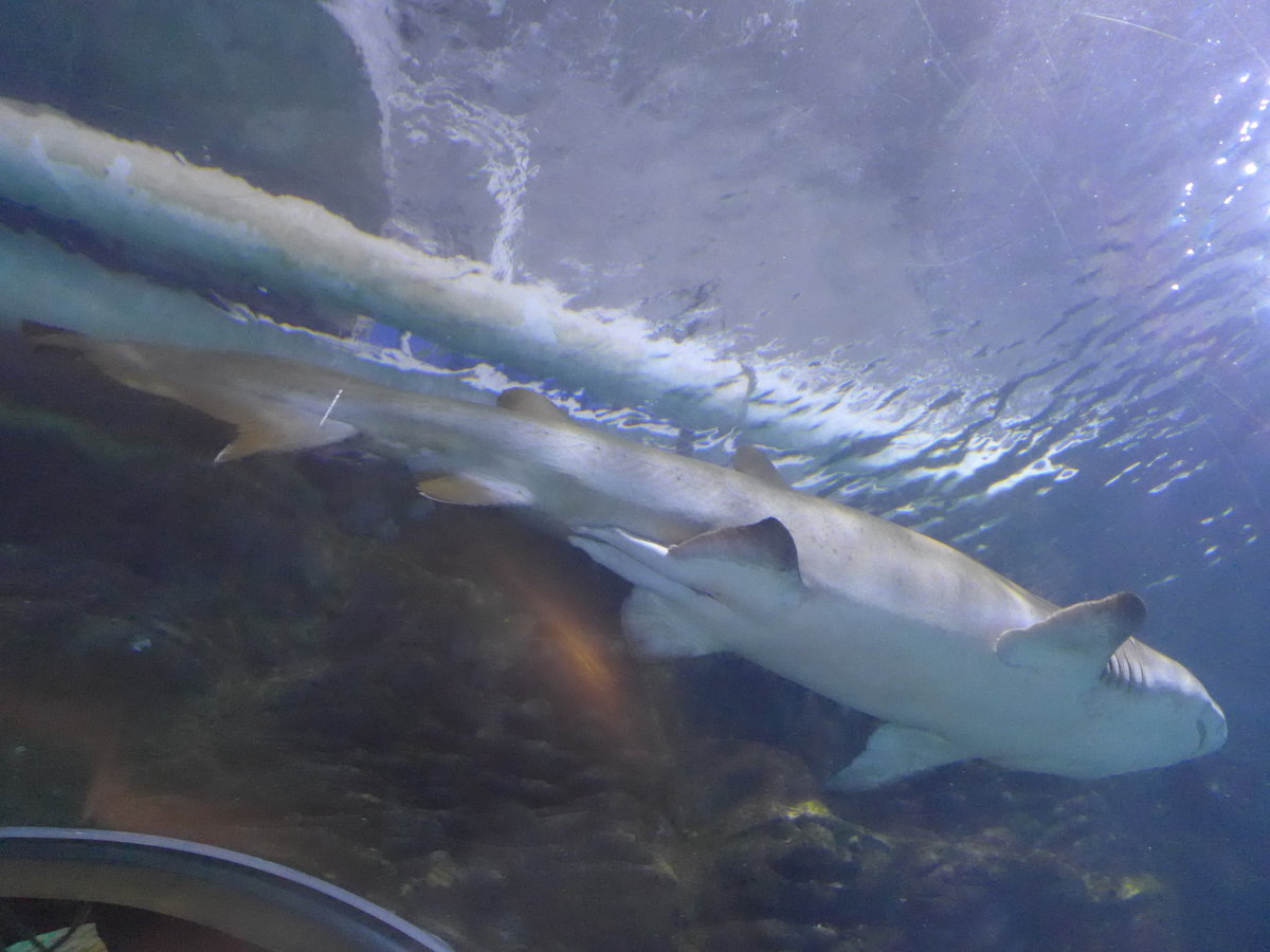 (190'429) - Im Sea Life am 19. April 2018 in Melbourne