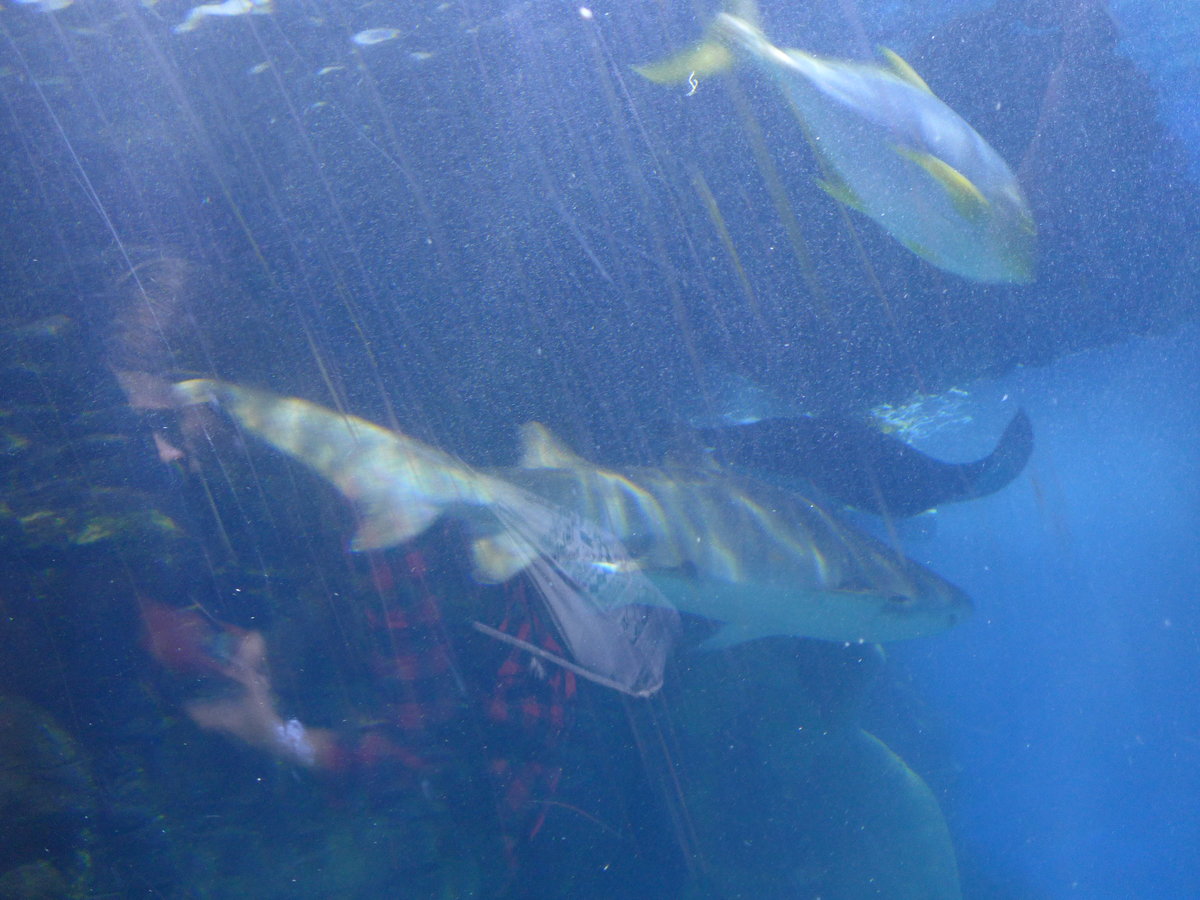 (190'430) - Im Sea Life am 19. April 2018 in Melbourne