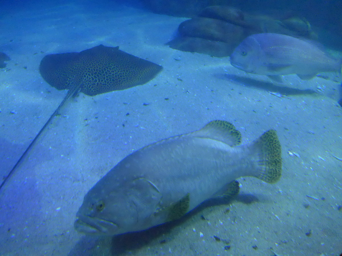 (190'432) - Im Sea Life am 19. April 2018 in Melbourne