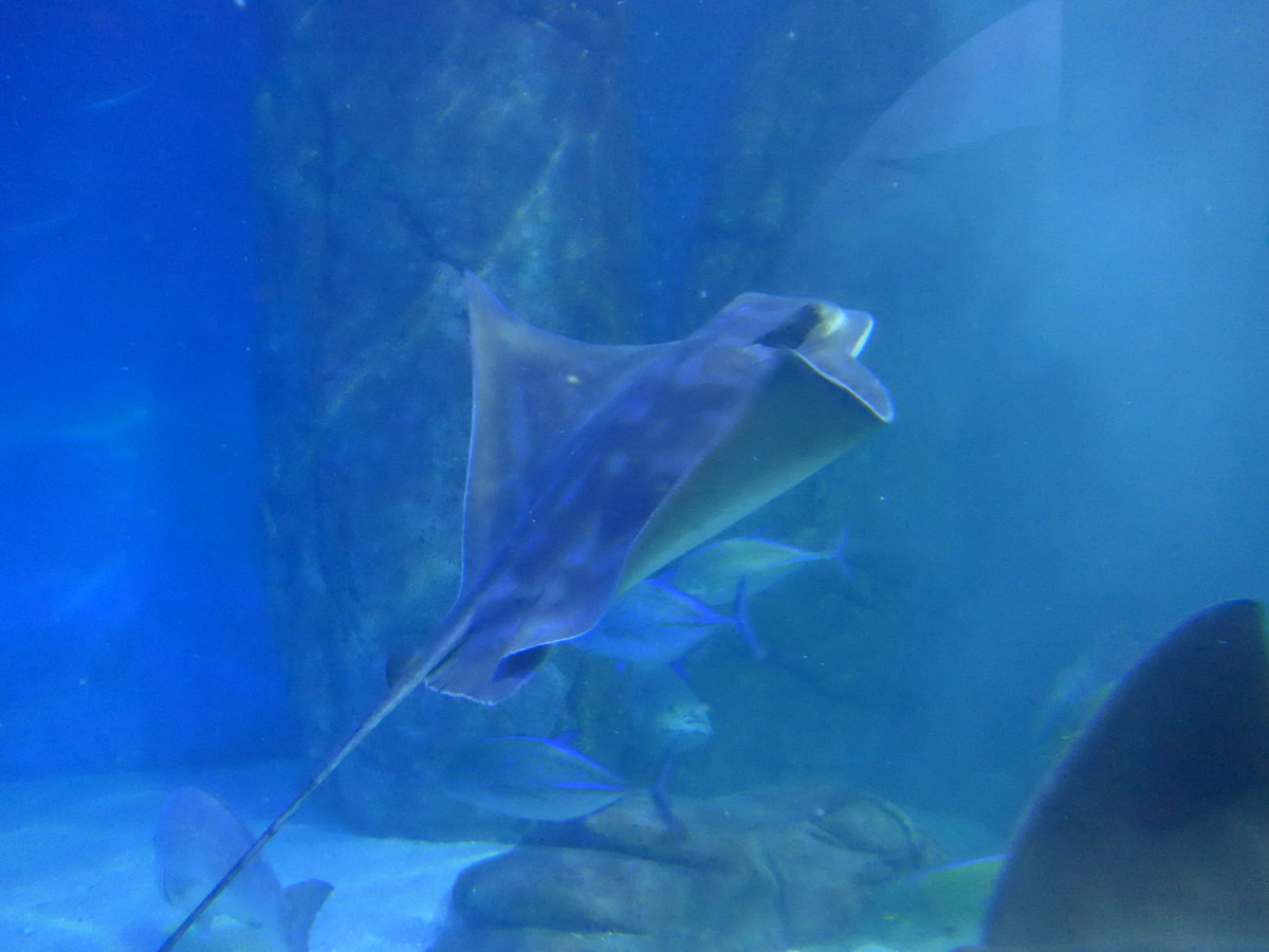 (190'433) - Im Sea Life am 19. April 2018 in Melbourne