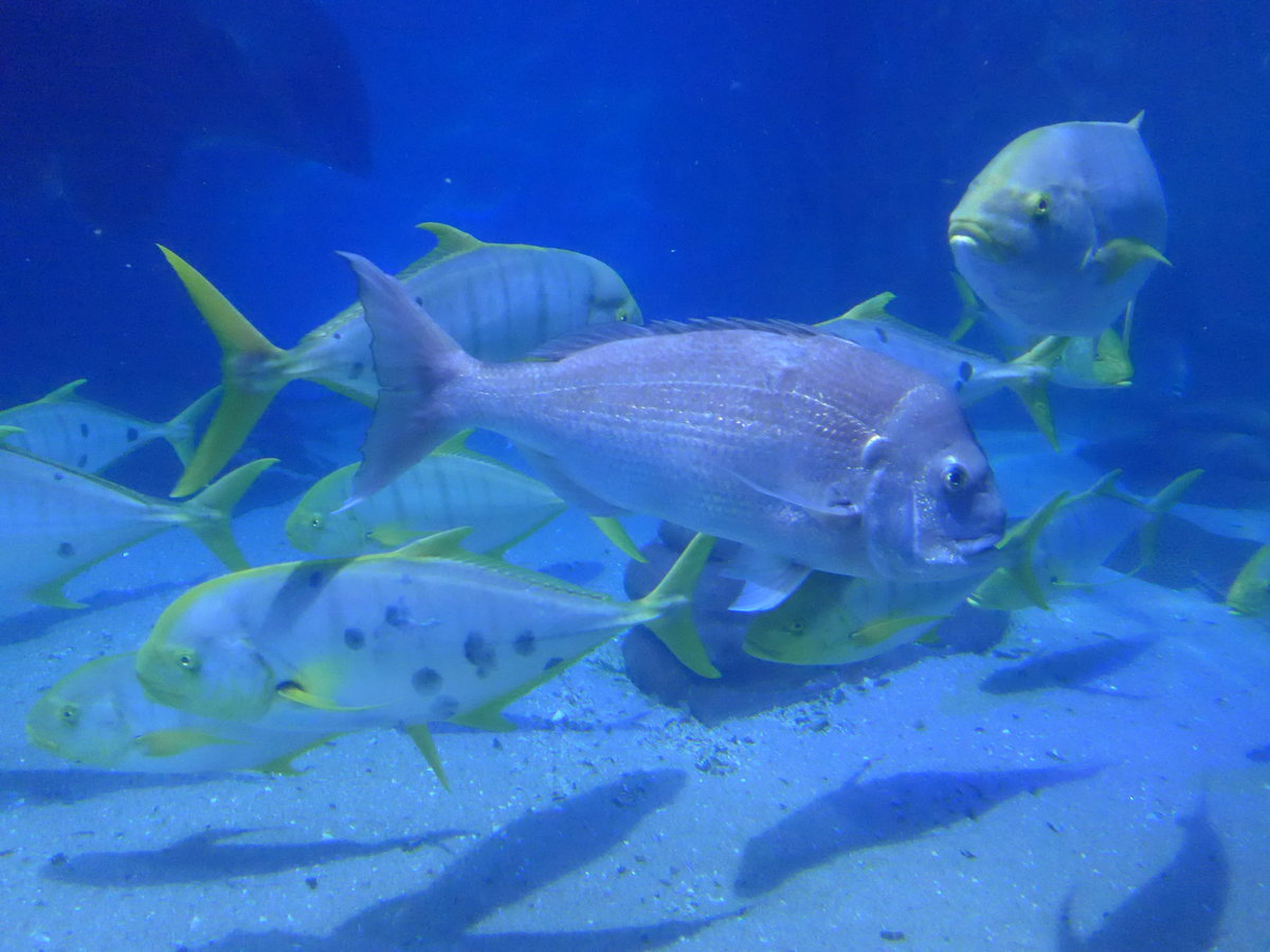 (190'434) - Im Sea Life am 19. April 2018 in Melbourne