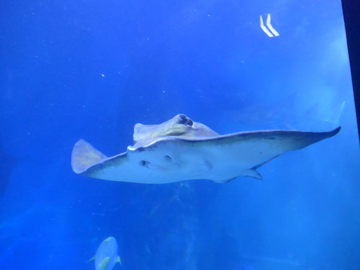 (190'435) - Im Sea Life am 19. April 2018 in Melbourne