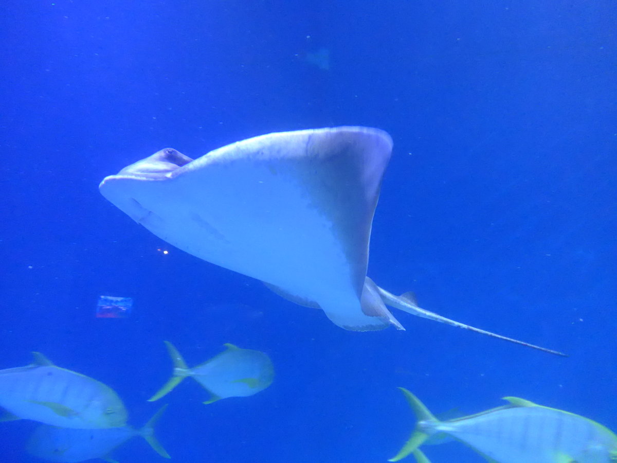 (190'437) - Im Sea Life am 19. April 2018 in Melbourne