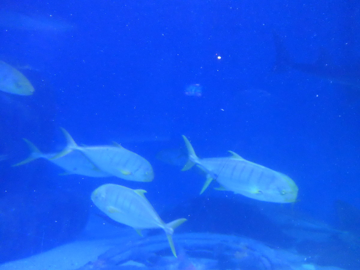 (190'438) - Im Sea Life am 19. April 2018 in Melbourne