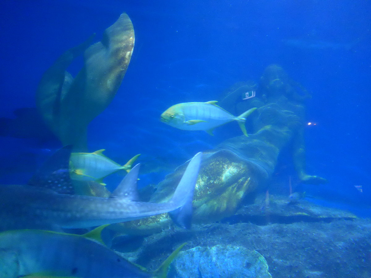 (190'439) - Im Sea Life am 19. April 2018 in Melbourne