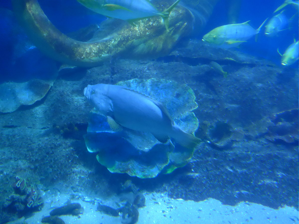 (190'440) - Im Sea Life am 19. April 2018 in Melbourne