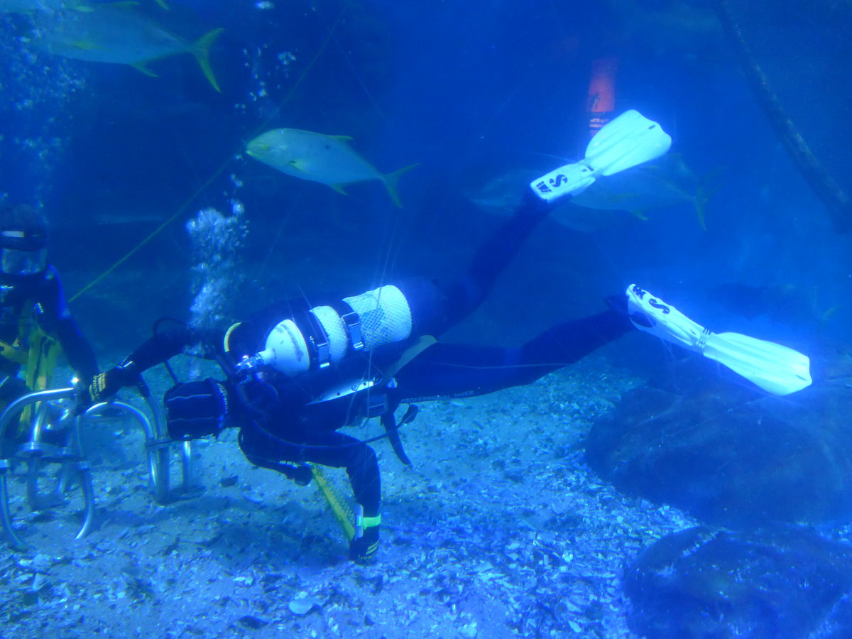 (190'441) - Im Sea Life mit zwei Tauchern am 19. April 2018 in Melbourne