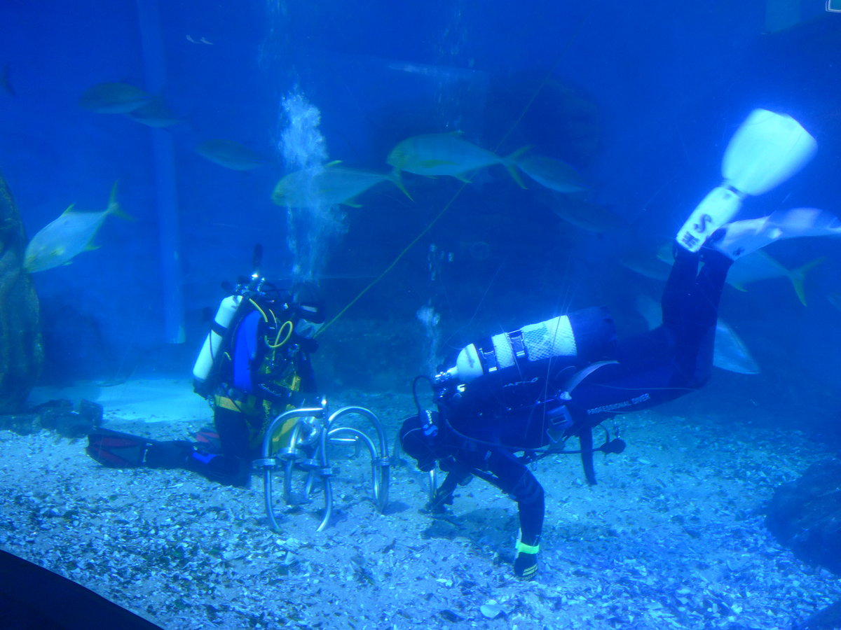 (190'442) - Im Sea Life mit zwei Tauchern am 19. April 2018 in Melbourne