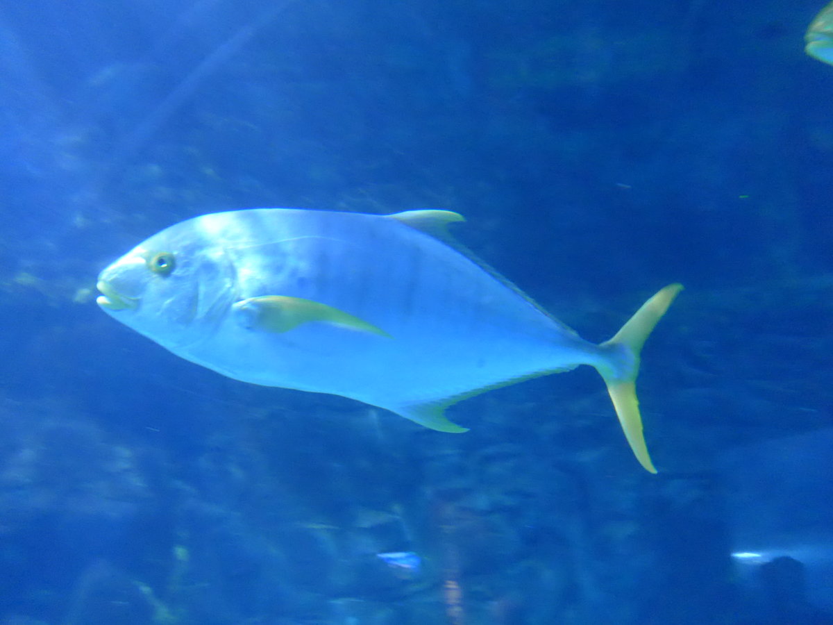 (190'444) - Im Sea Life am 19. April 2018 in Melbourne