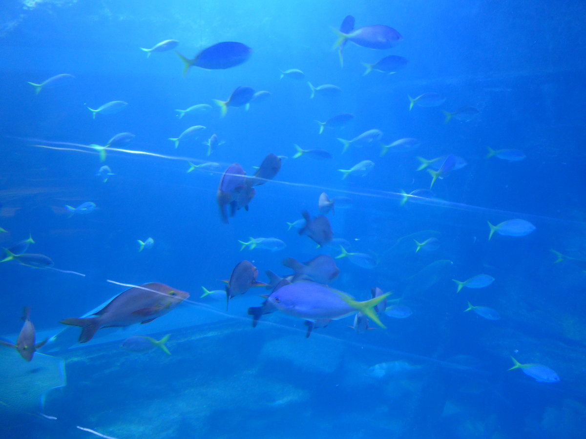 (190'445) - Im Sea Life am 19. April 2018 in Melbourne