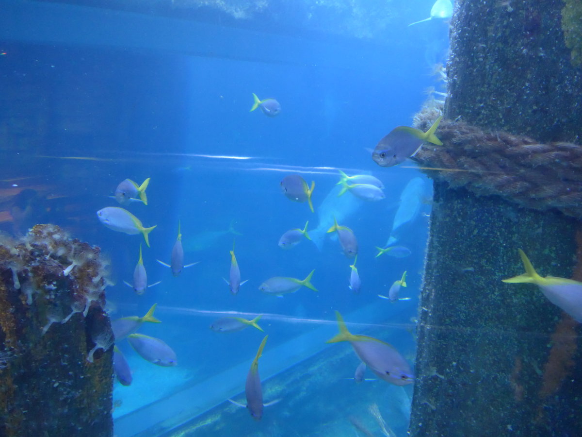 (190'446) - Im Sea Life am 19. April 2018 in Melbourne