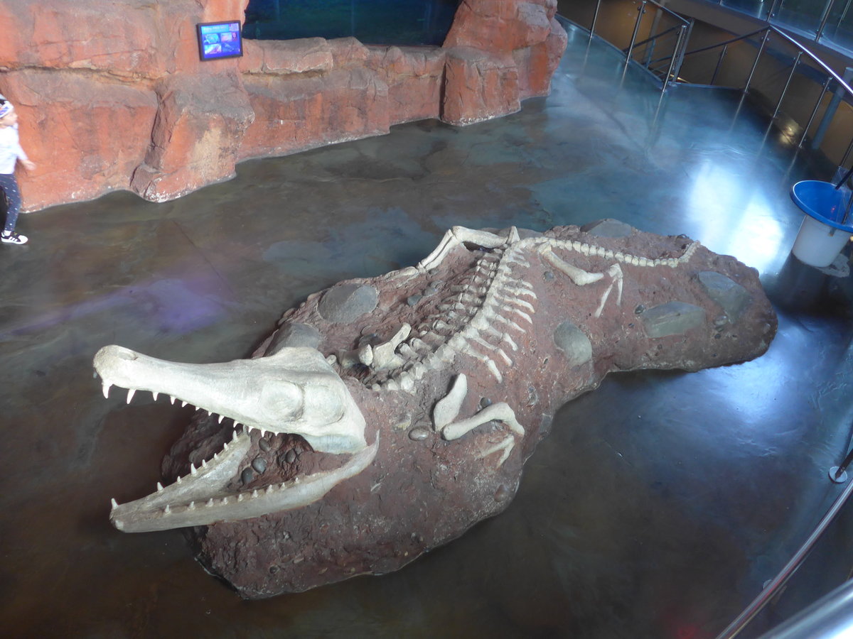 (190'447) - Ein Krokodil-Gerippe im Sea Life am 19. April 2018 in Melbourne