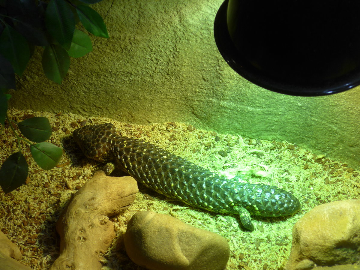 (190'452) - Im Sea Life am 19. April 2018 in Melbourne