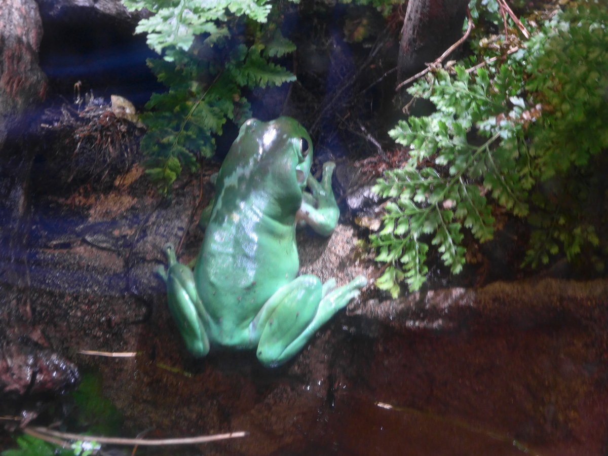 (190'453) - Im Sea Life am 19. April 2018 in Melbourne