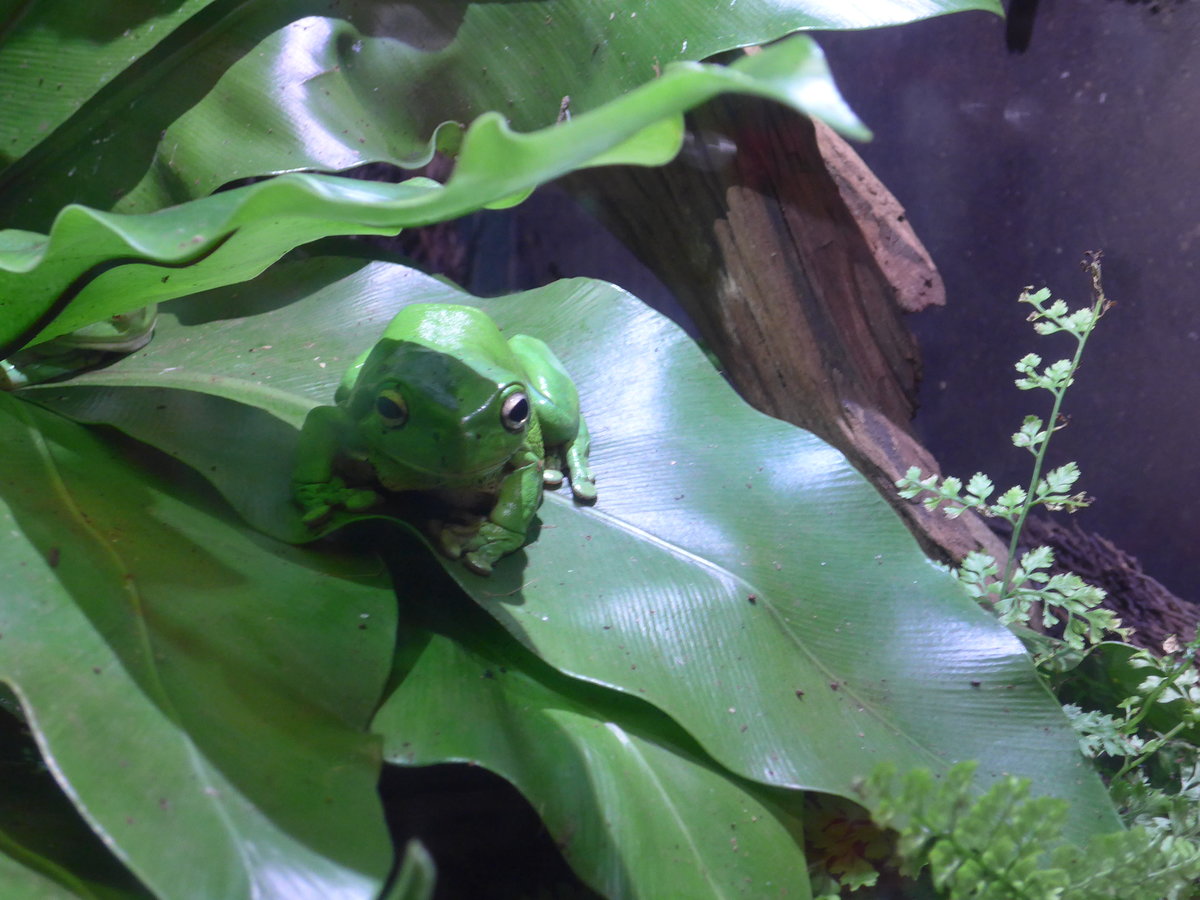 (190'455) - Im Sea Life am 19. April 2018 in Melbourne