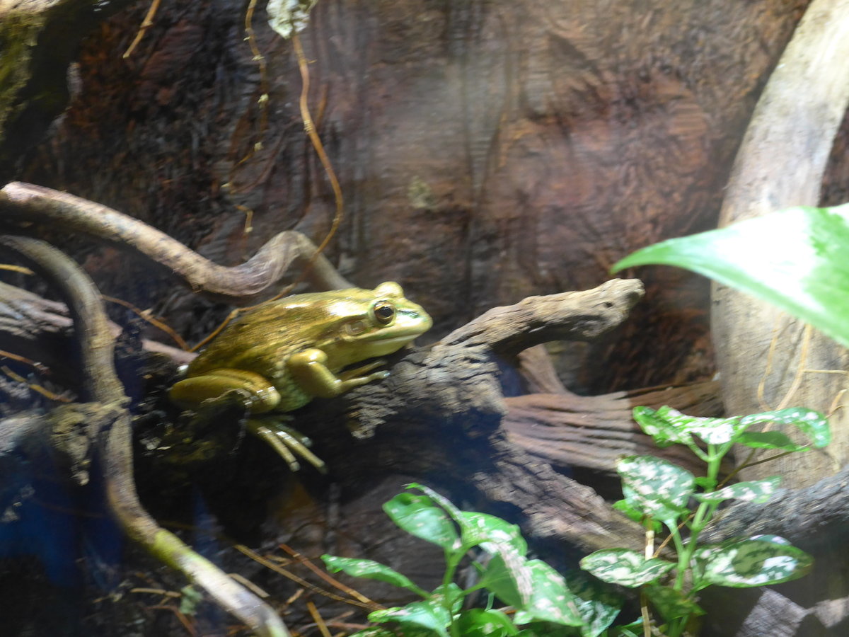 (190'456) - Im Sea Life am 19. April 2018 in Melbourne