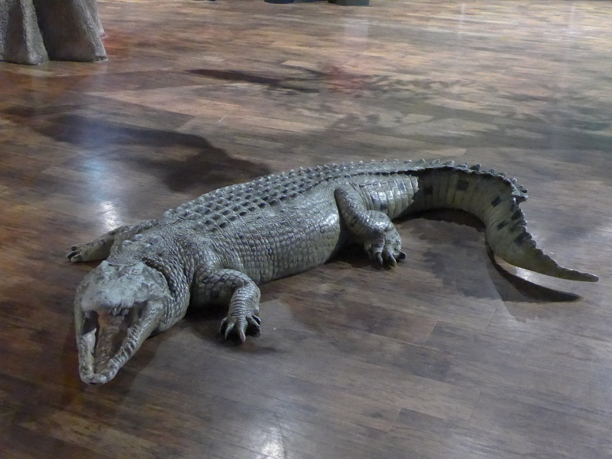 (190'457) - Ein Krokodil (nicht lebendig) im Sea Life am 19. April 2018 in Melbourne