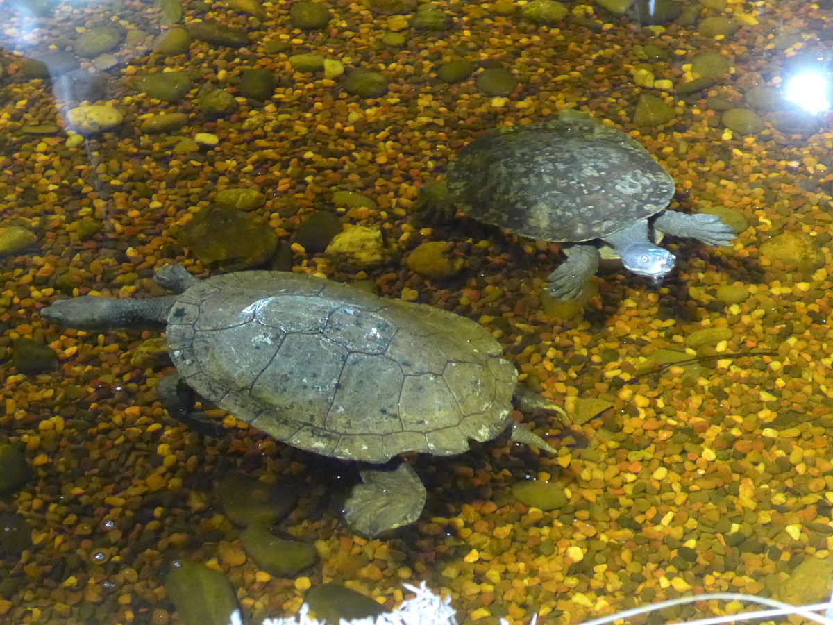 (190'458) - Zwei Schildkr�ten im Sea Life am 19. April 2018 in Melbourne